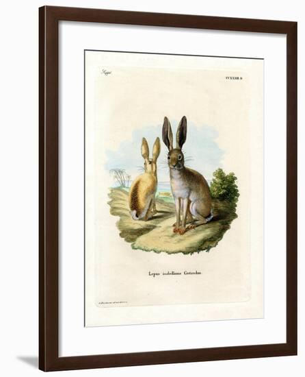 Cape Hare-null-Framed Giclee Print