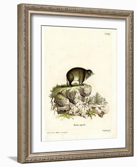 Cape Hyrax-null-Framed Giclee Print