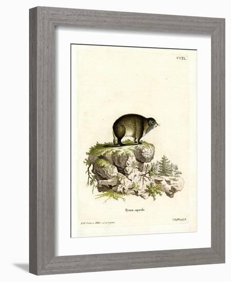 Cape Hyrax-null-Framed Giclee Print