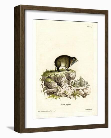 Cape Hyrax-null-Framed Giclee Print