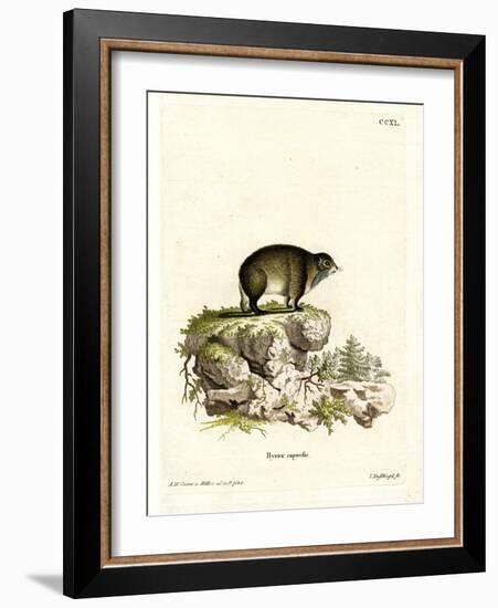 Cape Hyrax-null-Framed Giclee Print