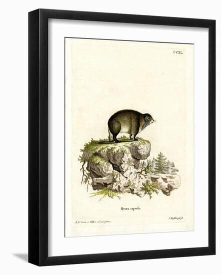 Cape Hyrax-null-Framed Giclee Print