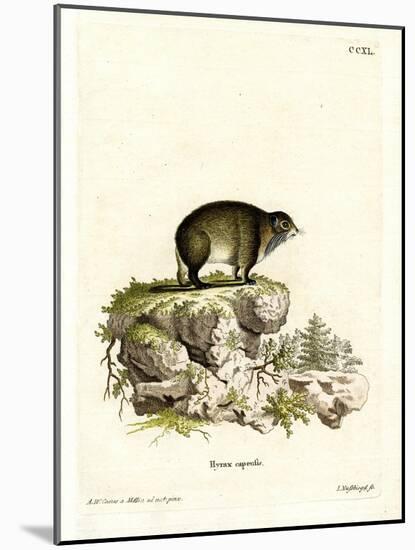 Cape Hyrax-null-Mounted Giclee Print