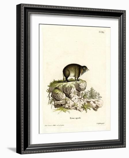 Cape Hyrax-null-Framed Giclee Print