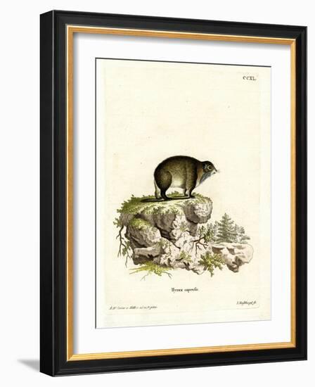 Cape Hyrax-null-Framed Giclee Print