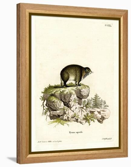 Cape Hyrax-null-Framed Premier Image Canvas