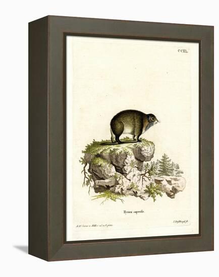 Cape Hyrax-null-Framed Premier Image Canvas