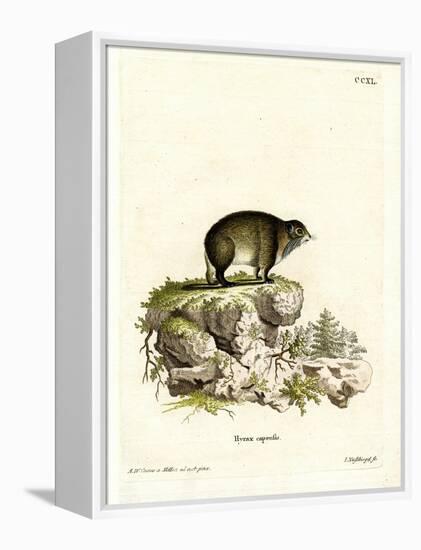 Cape Hyrax-null-Framed Premier Image Canvas