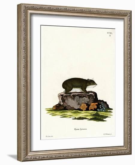 Cape Hyrax-null-Framed Giclee Print