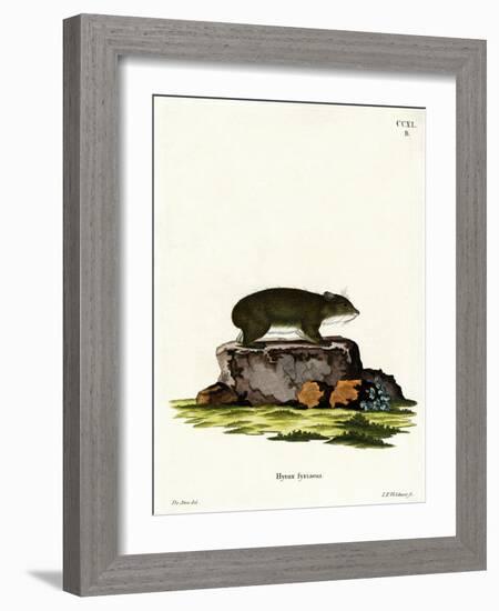 Cape Hyrax-null-Framed Giclee Print