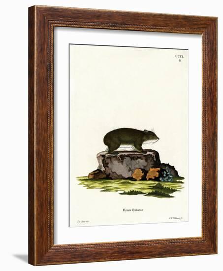 Cape Hyrax-null-Framed Giclee Print