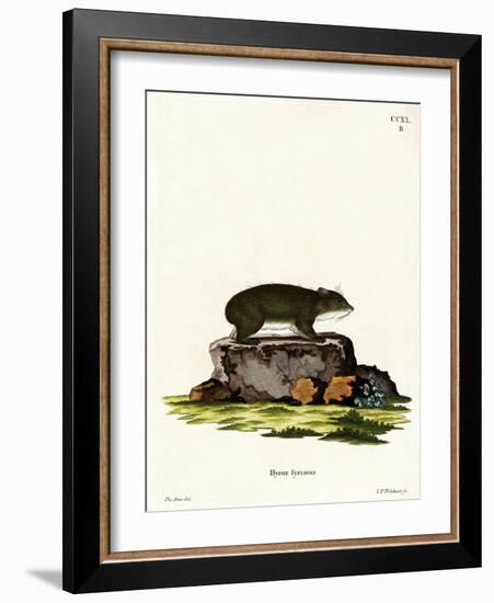 Cape Hyrax-null-Framed Giclee Print