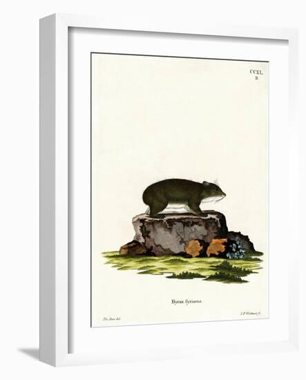 Cape Hyrax-null-Framed Giclee Print