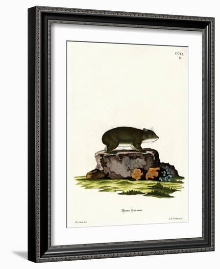 Cape Hyrax-null-Framed Giclee Print