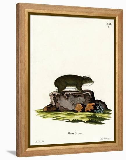 Cape Hyrax-null-Framed Premier Image Canvas