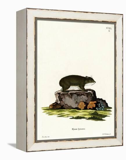 Cape Hyrax-null-Framed Premier Image Canvas