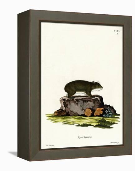 Cape Hyrax-null-Framed Premier Image Canvas