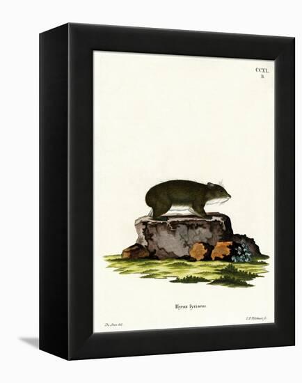 Cape Hyrax-null-Framed Premier Image Canvas