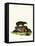 Cape Hyrax-null-Framed Premier Image Canvas