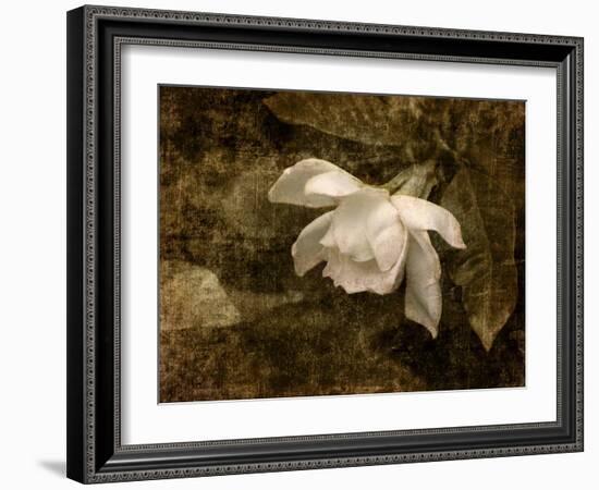 Cape Jasmine Gardenia 2-Jai Johnson-Framed Giclee Print