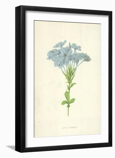 Cape Leadwort-Frederick Edward Hulme-Framed Giclee Print