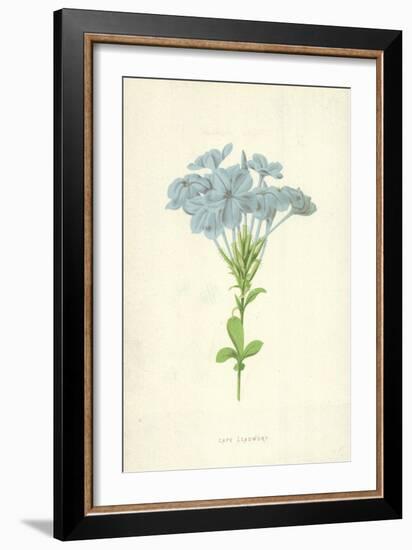 Cape Leadwort-Frederick Edward Hulme-Framed Giclee Print