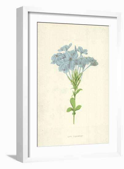 Cape Leadwort-Frederick Edward Hulme-Framed Giclee Print