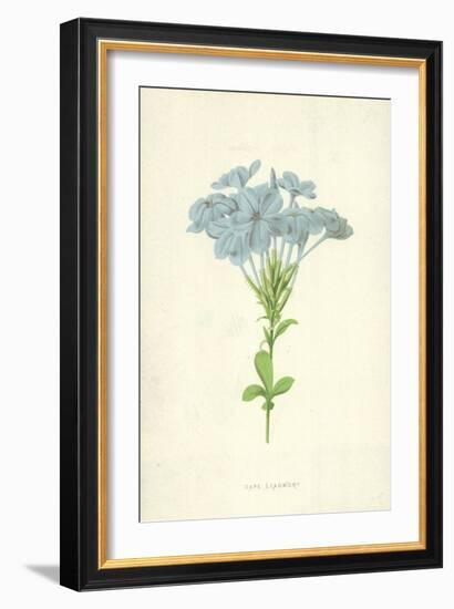 Cape Leadwort-Frederick Edward Hulme-Framed Giclee Print