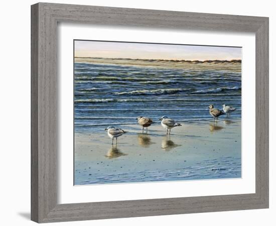 Cape May Herring Gulls-Bruce Dumas-Framed Giclee Print