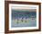 Cape May Herring Gulls-Bruce Dumas-Framed Giclee Print