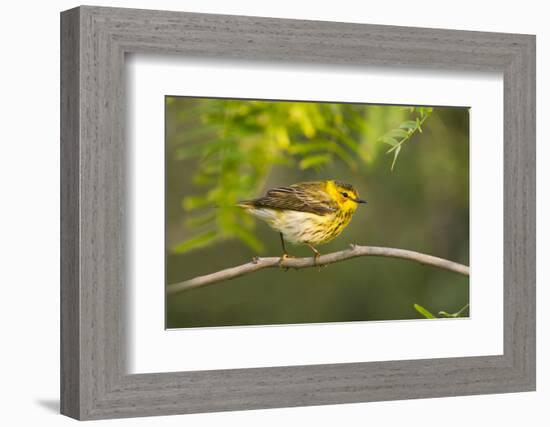 Cape May Warbler Bird, Juvenile Male Foraging During Migration-Larry Ditto-Framed Photographic Print