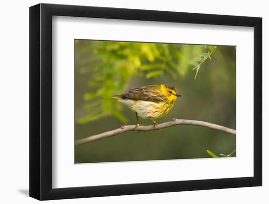 Cape May Warbler Bird, Juvenile Male Foraging During Migration-Larry Ditto-Framed Photographic Print
