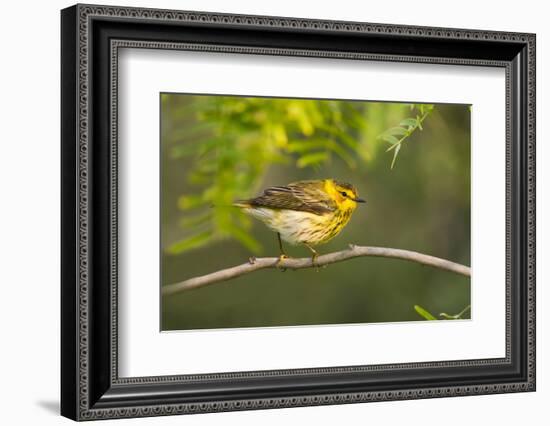 Cape May Warbler Bird, Juvenile Male Foraging During Migration-Larry Ditto-Framed Photographic Print