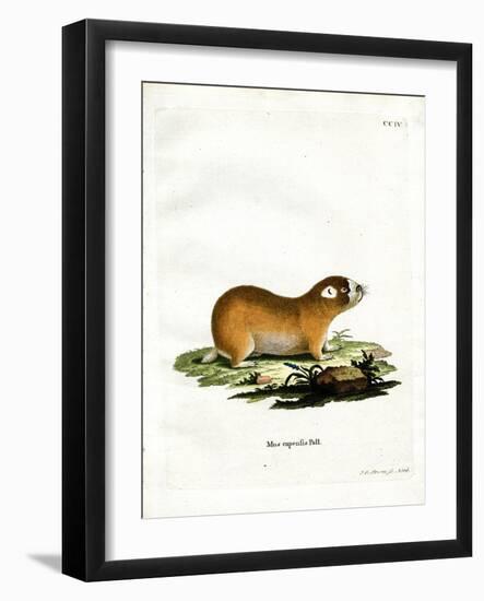 Cape Mole Rat-null-Framed Giclee Print