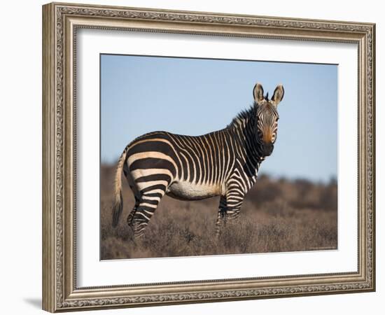 Cape Mountain Zebra, Equus Zebra Zebra, Mountain Zebra National Park, Eastern Cape, South Africa-Steve & Ann Toon-Framed Photographic Print