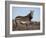 Cape Mountain Zebra, Equus Zebra Zebra, Mountain Zebra National Park, Eastern Cape, South Africa-Steve & Ann Toon-Framed Photographic Print