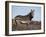 Cape Mountain Zebra, Equus Zebra Zebra, Mountain Zebra National Park, Eastern Cape, South Africa-Steve & Ann Toon-Framed Photographic Print