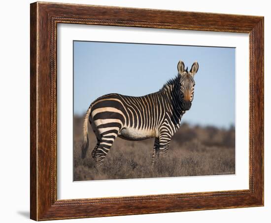 Cape Mountain Zebra, Equus Zebra Zebra, Mountain Zebra National Park, Eastern Cape, South Africa-Steve & Ann Toon-Framed Photographic Print