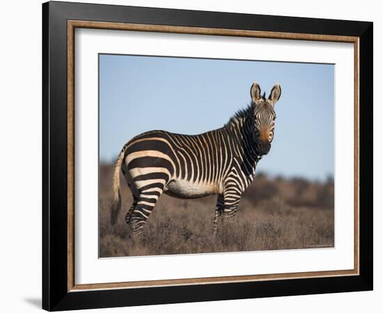 Cape Mountain Zebra, Equus Zebra Zebra, Mountain Zebra National Park, Eastern Cape, South Africa-Steve & Ann Toon-Framed Photographic Print