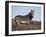 Cape Mountain Zebra, Equus Zebra Zebra, Mountain Zebra National Park, Eastern Cape, South Africa-Steve & Ann Toon-Framed Photographic Print