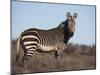 Cape Mountain Zebra, Equus Zebra Zebra, Mountain Zebra National Park, Eastern Cape, South Africa-Steve & Ann Toon-Mounted Photographic Print