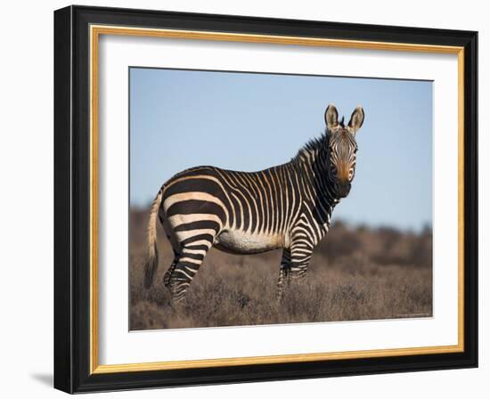 Cape Mountain Zebra, Equus Zebra Zebra, Mountain Zebra National Park, Eastern Cape, South Africa-Steve & Ann Toon-Framed Photographic Print