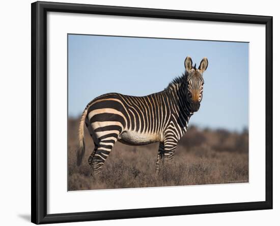 Cape Mountain Zebra, Equus Zebra Zebra, Mountain Zebra National Park, Eastern Cape, South Africa-Steve & Ann Toon-Framed Photographic Print