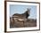 Cape Mountain Zebra, Equus Zebra Zebra, Mountain Zebra National Park, Eastern Cape, South Africa-Steve & Ann Toon-Framed Photographic Print