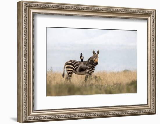 Cape Mountain Zebra (Equus Zebra Zebra), Mountain Zebra National Park, Eastern Cape-Ann & Steve Toon-Framed Photographic Print
