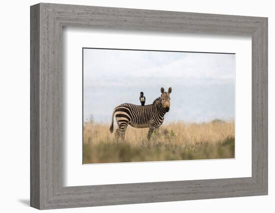 Cape Mountain Zebra (Equus Zebra Zebra), Mountain Zebra National Park, Eastern Cape-Ann & Steve Toon-Framed Photographic Print