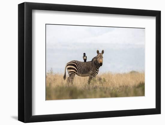 Cape Mountain Zebra (Equus Zebra Zebra), Mountain Zebra National Park, Eastern Cape-Ann & Steve Toon-Framed Photographic Print