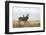 Cape Mountain Zebra (Equus Zebra Zebra), Mountain Zebra National Park, Eastern Cape-Ann & Steve Toon-Framed Photographic Print