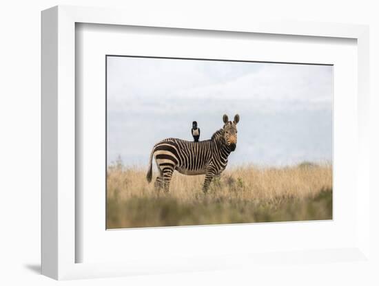 Cape Mountain Zebra (Equus Zebra Zebra), Mountain Zebra National Park, Eastern Cape-Ann & Steve Toon-Framed Photographic Print