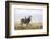 Cape Mountain Zebra (Equus Zebra Zebra), Mountain Zebra National Park, Eastern Cape-Ann & Steve Toon-Framed Photographic Print